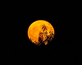 August Moon